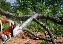 Reliable Bozeman, MT Tree Services Solutions