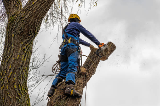 Why Choose Our Tree Removal Services in Bozeman, MT?